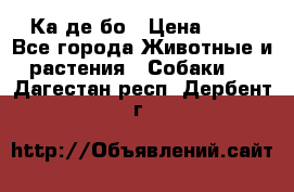 Ка де бо › Цена ­ 25 - Все города Животные и растения » Собаки   . Дагестан респ.,Дербент г.